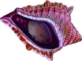 Resin Shell Planter Pink Chameleon|3061